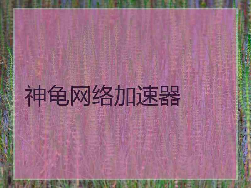 神龟网络加速器