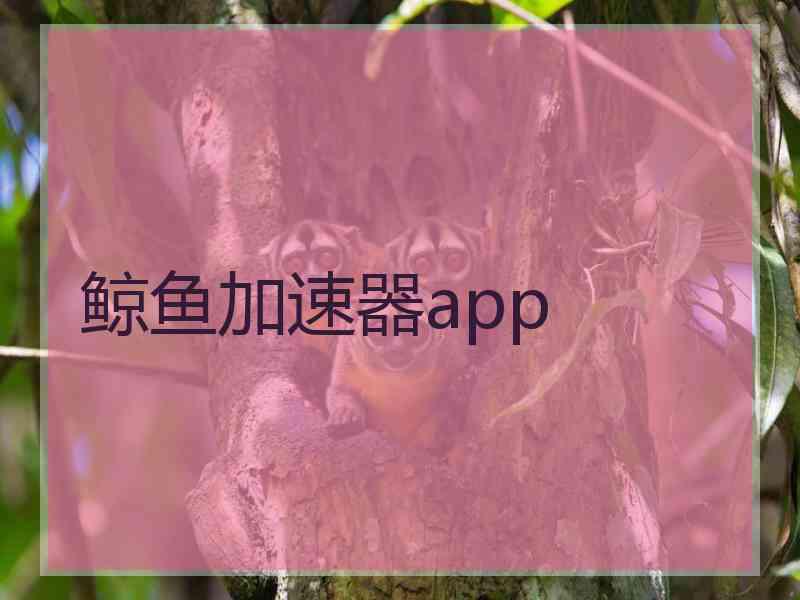 鲸鱼加速器app