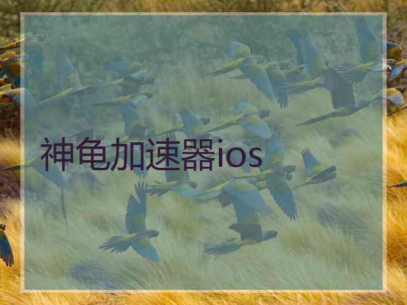 神龟加速器ios