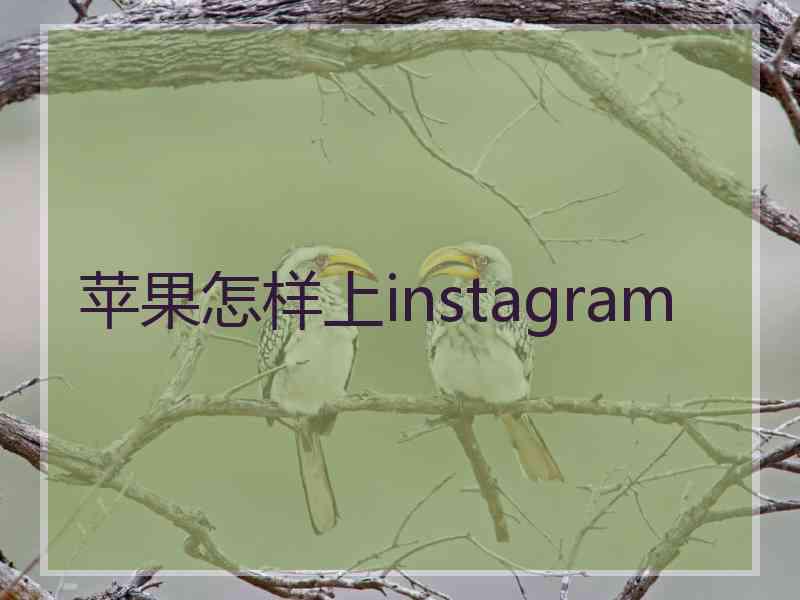 苹果怎样上instagram