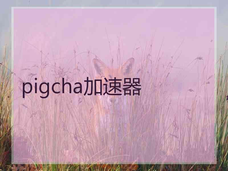 pigcha加速器